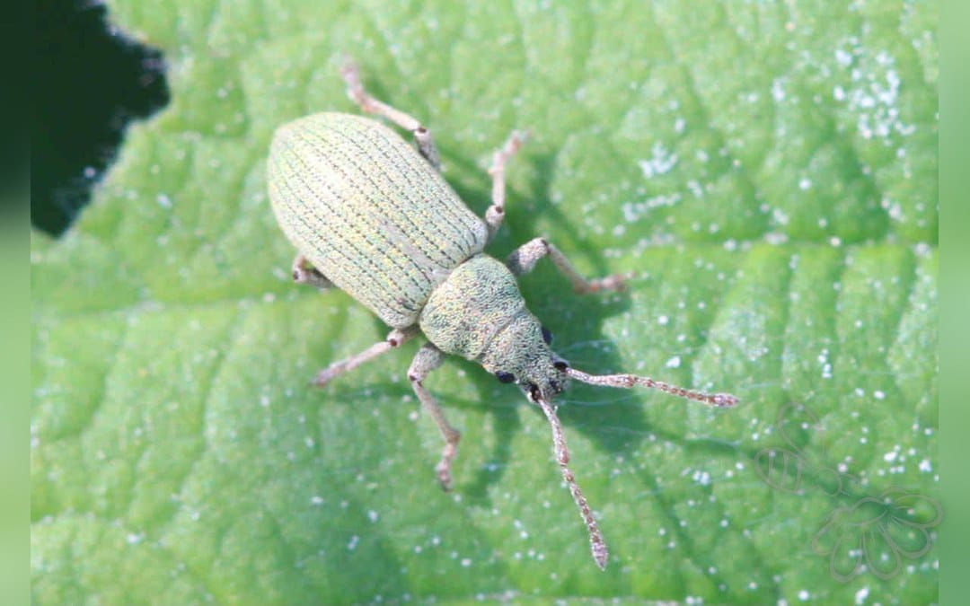 Her ses et billede af arten Phyllobius virideaeris. Fotoet er taget af Slimguy og hentet fra Wikimedia Commons (CC BY 4.0).
