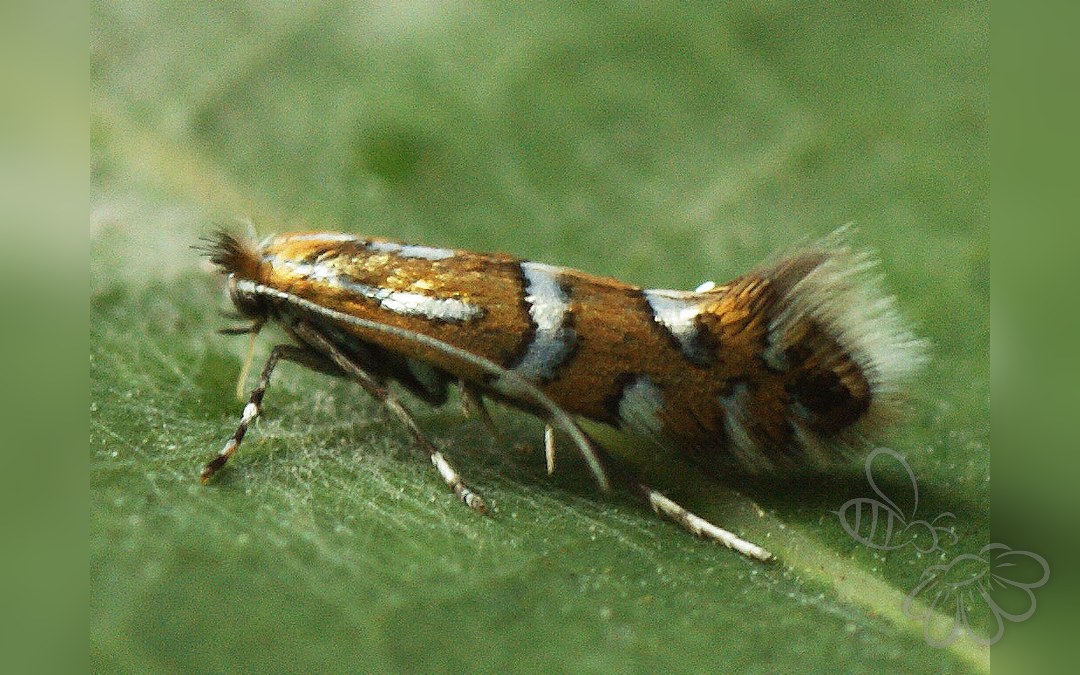 Phyllonorycter insignitella
