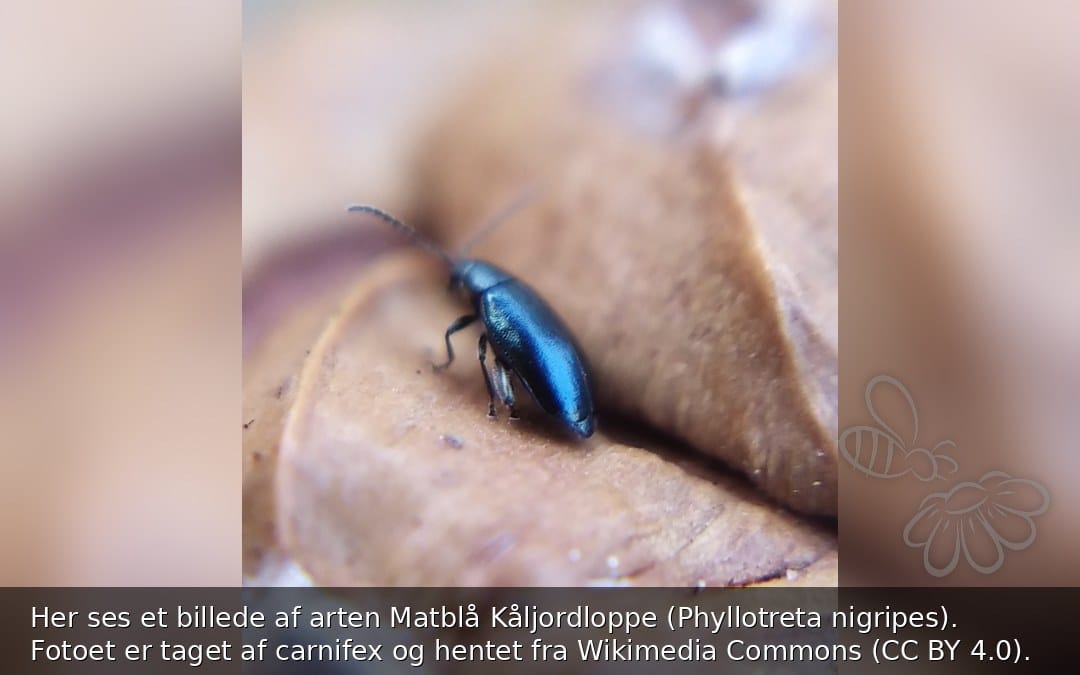 Matblå Kåljordloppe