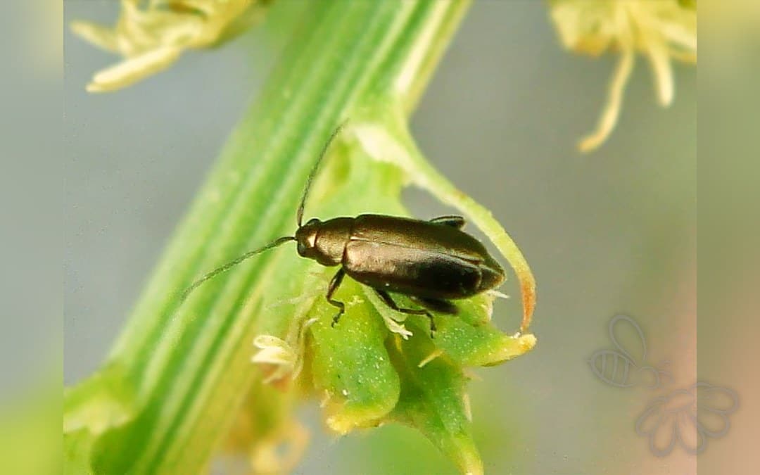 Phyllotreta procera