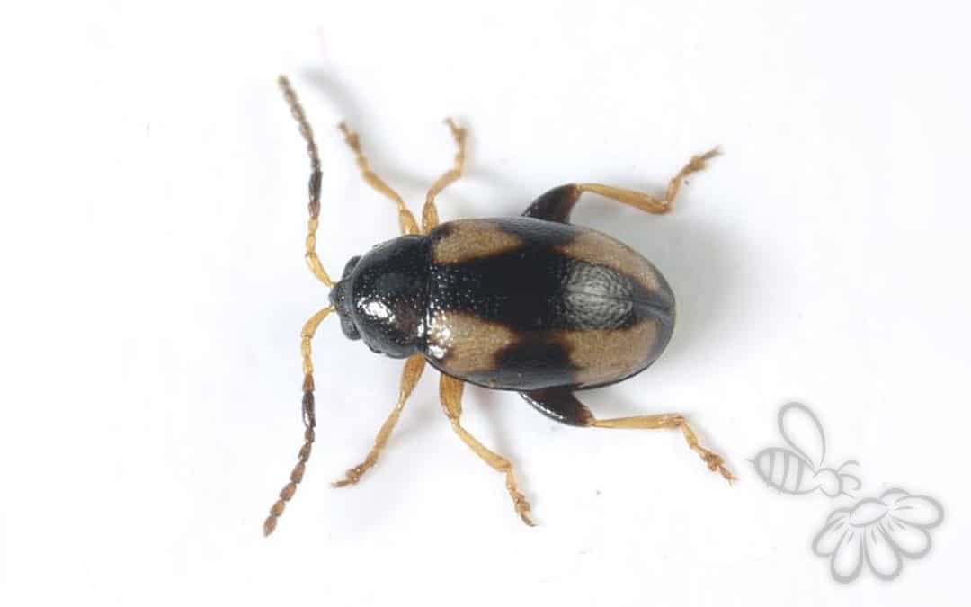 Phyllotreta tetrastigma