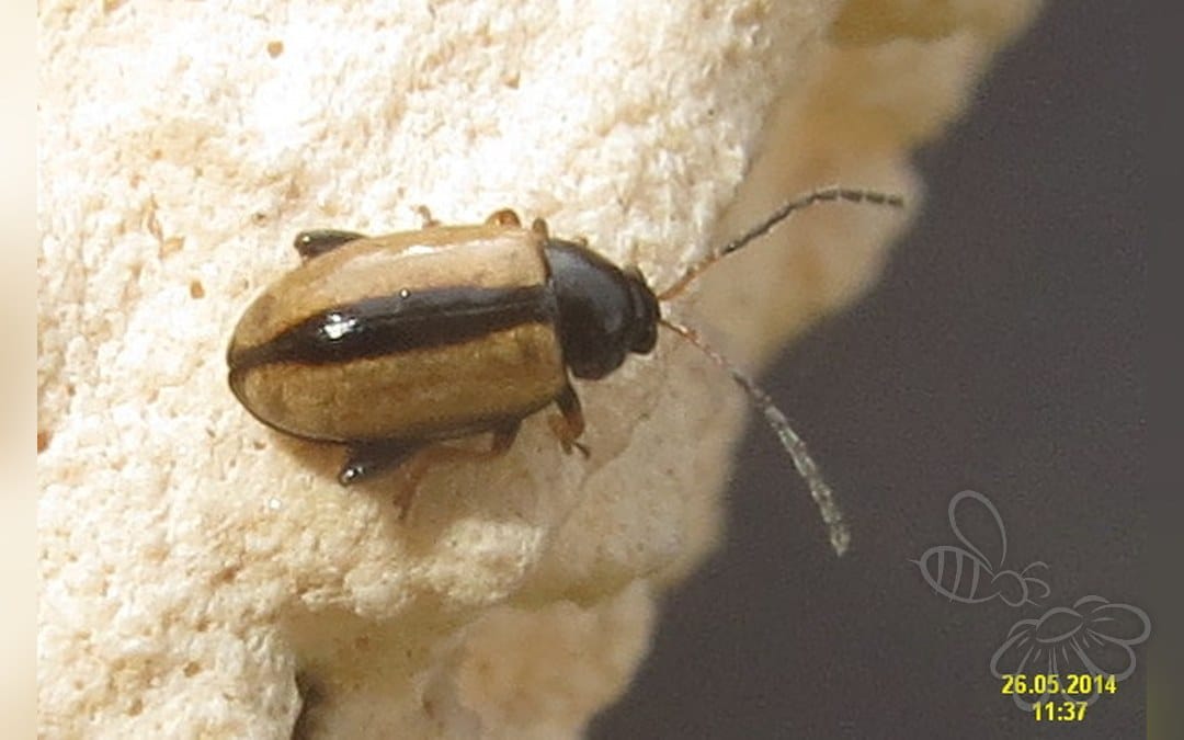 Her ses et billede af arten Bølgestribet Jordloppe (Phyllotreta undulata). Fotoet er taget af David Short og hentet fra Wikimedia Commons (CC BY 2.0).