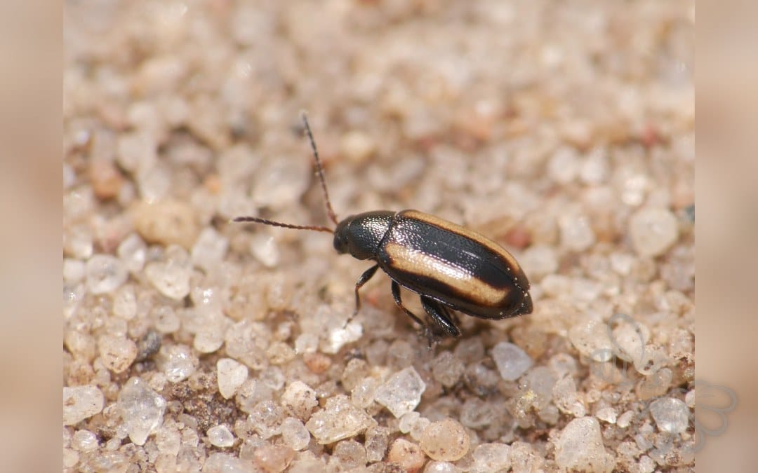 Gulstribet Kornjordloppe