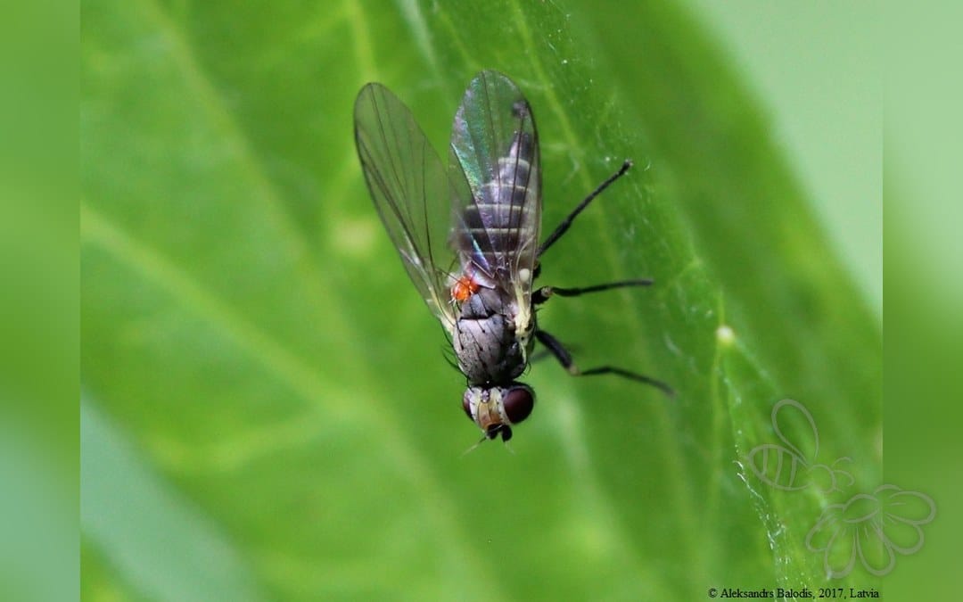 Phytomyza krygeri