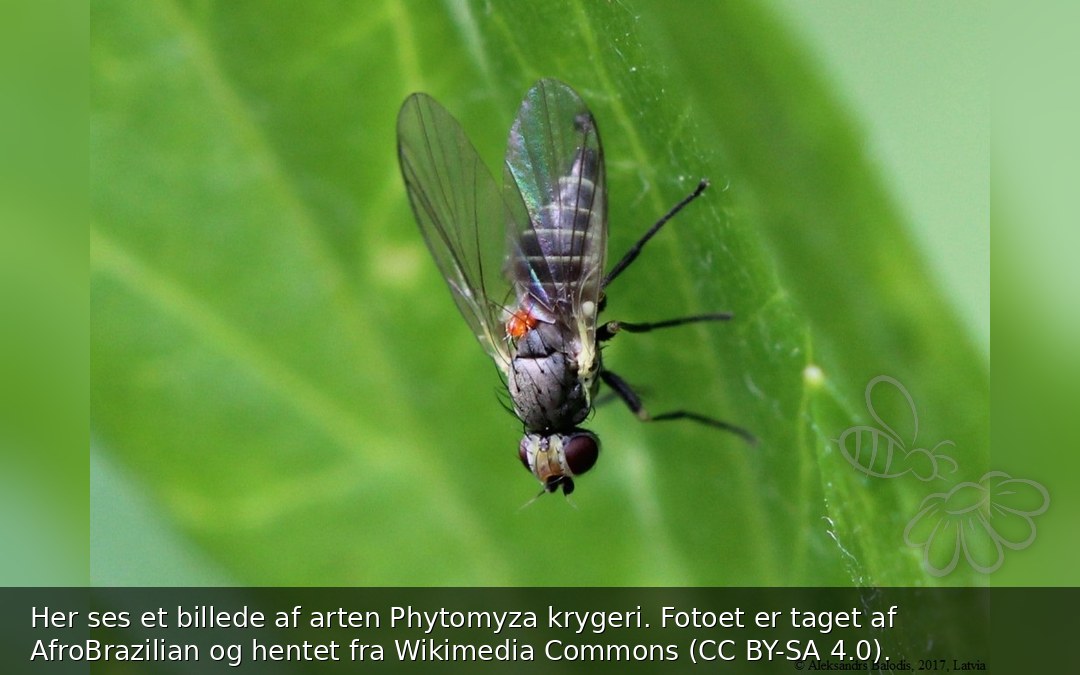 Phytomyza krygeri