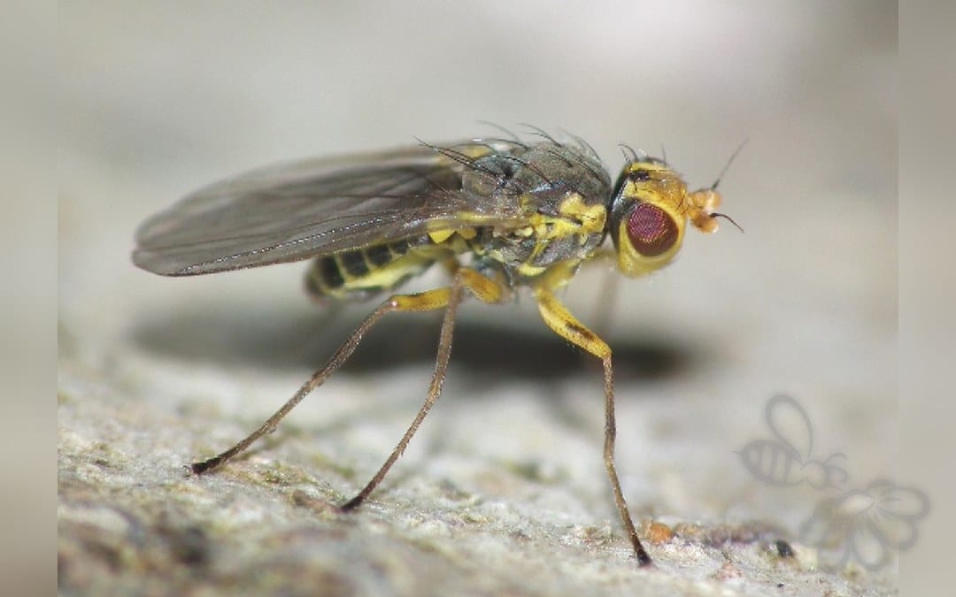 Her ses et billede af arten Kålminérflue (Phytomyza rufipes). Fotoet er taget af Lonsdale O., Murphy S. T., Scheffer S. J. og hentet fra Wikimedia Commons (CC BY 4.0).