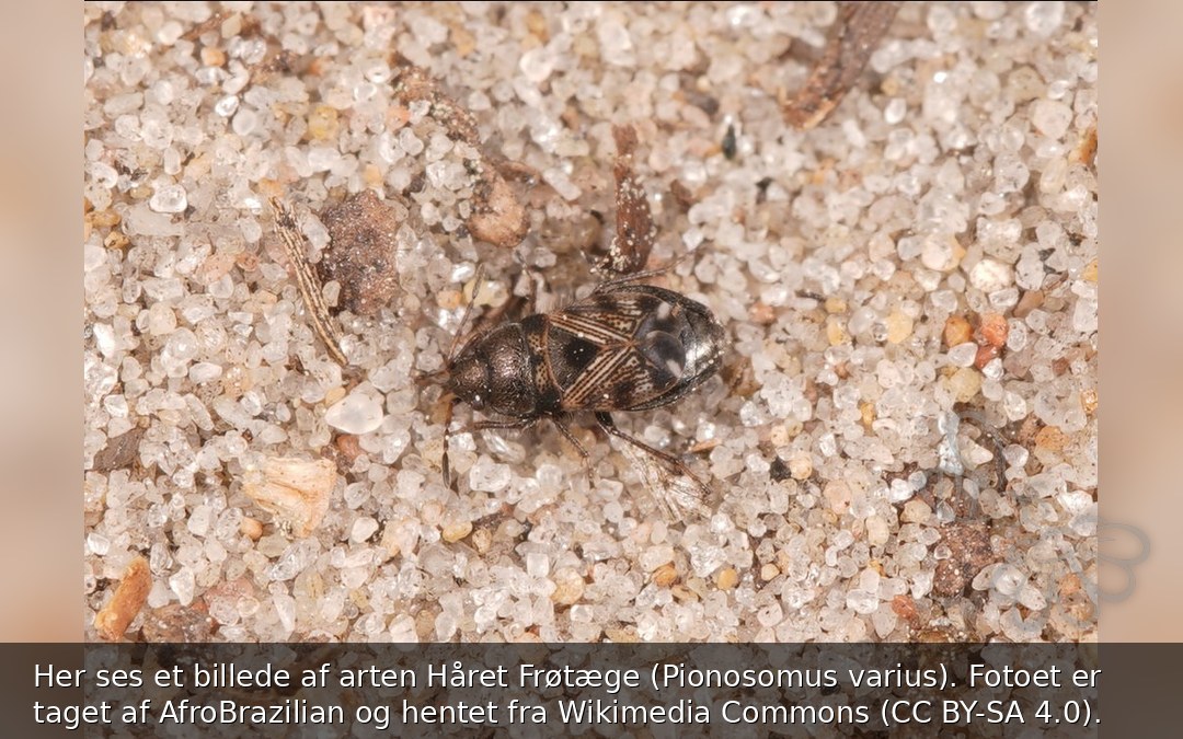 Håret Frøtæge