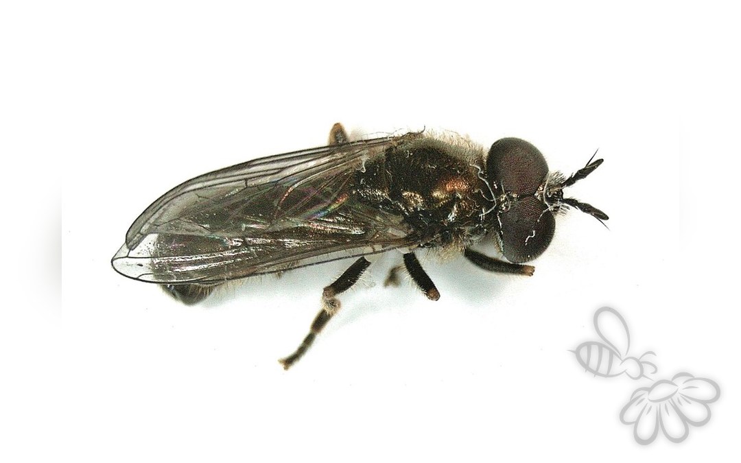 Her ses et billede af arten Almindelig Rodsvirreflue (Pipizella viduata). Fotoet er taget af B. Schoenmakers (Waarneming.nl) og hentet fra Wikimedia Commons (CC BY 3.0).
