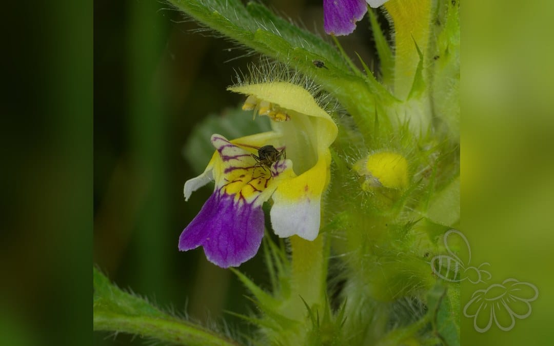Almindelig Nældeblomstertæge