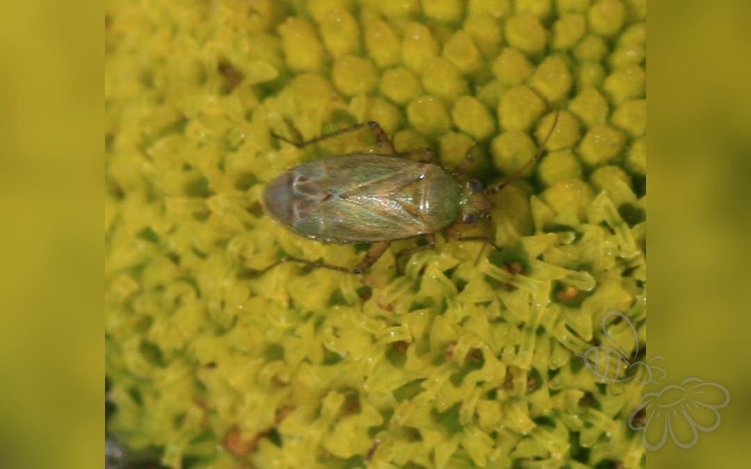 Rækkeplettet Blomstertæge