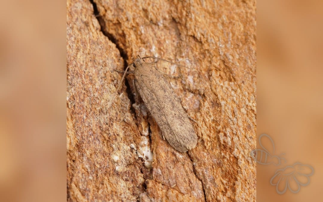 Platyedra subcinerea