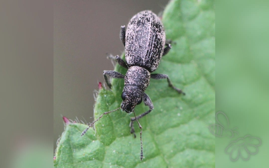 Polydrusus inustus