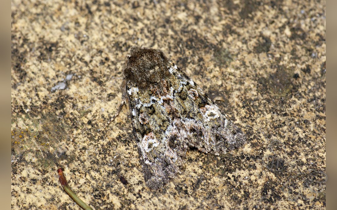 Her ses et billede af arten Lav-Ugle (Polymixis lichenea). Fotoet er taget af Ben Sale og hentet fra Wikimedia Commons (CC BY 2.0).