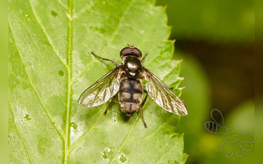 Her ses et billede af arten Ramsløg-Svirreflue (Portevinia maculata). Fotoet er taget af Lukas Large og hentet fra Wikimedia Commons (CC BY-SA 2.0).