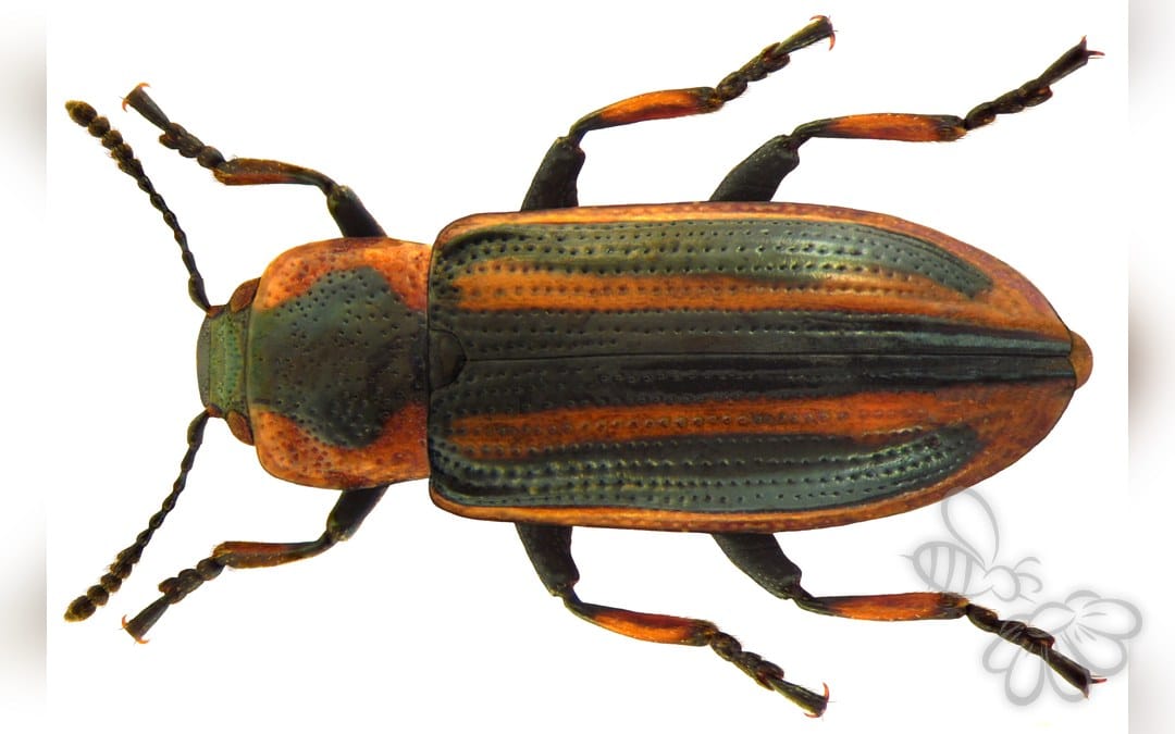 Prasocuris phellandrii