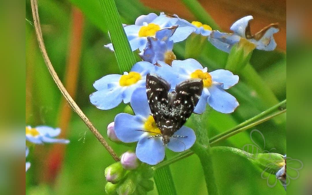Prochoreutis myllerana