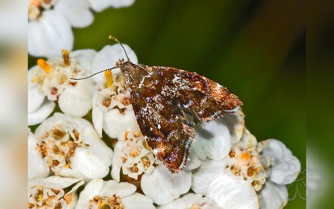 Prochoreutis sehestediana
