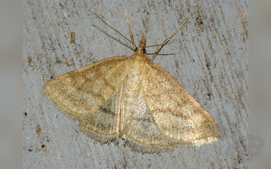 Her ses et billede af arten Pudret Halvmøl (Psammotis pulveralis). Fotoet er taget af Ilia Ustyantsev og hentet fra Wikimedia Commons (CC BY-SA 2.0).