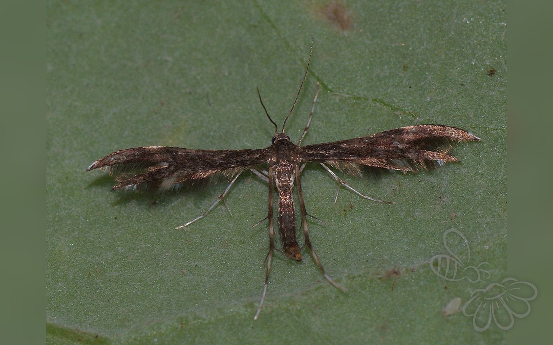 Pselnophorus heterodactyla