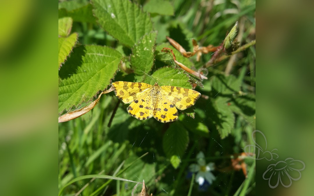 Her ses et billede af arten Leopardmåler (Pseudopanthera macularia). Fotoet er taget af Ben Sale og hentet fra Wikimedia Commons (CC BY 2.0).