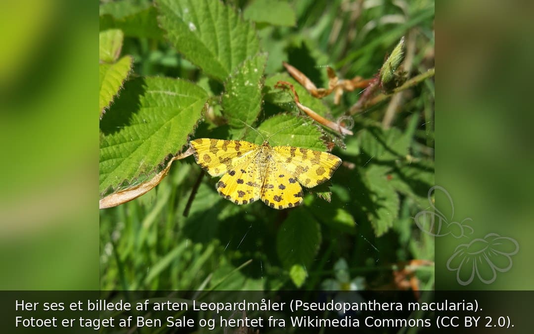 Leopardmåler