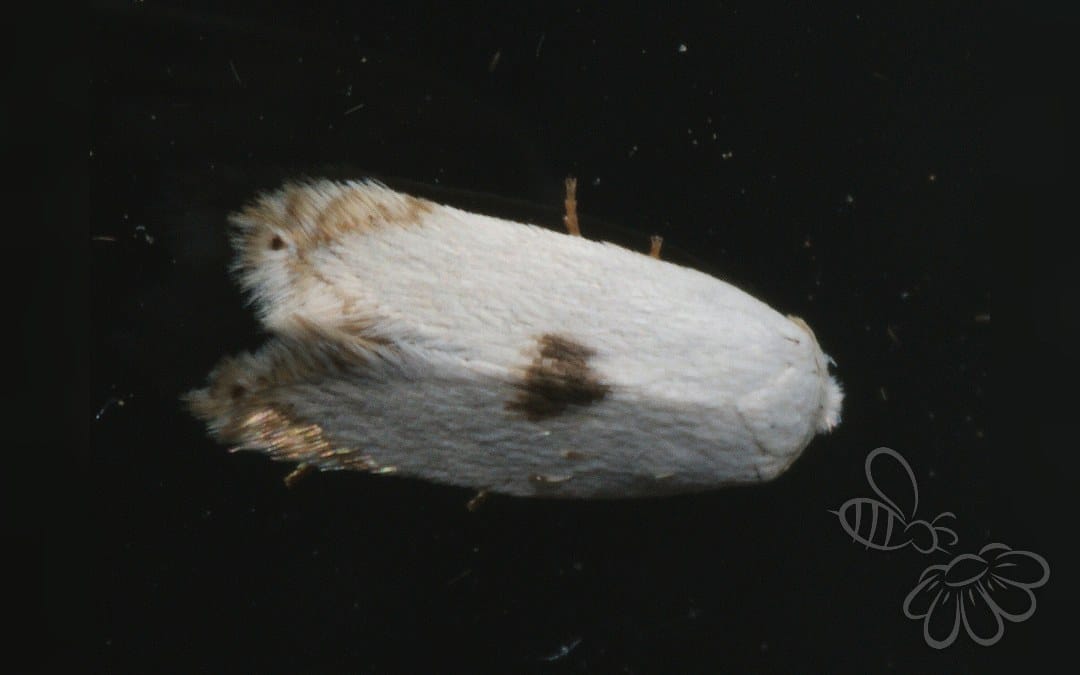 Her ses et billede af arten Pseudopostega auritella. Fotoet er taget af Ilia Ustyantsev og hentet fra Wikimedia Commons (CC BY-SA 2.0).