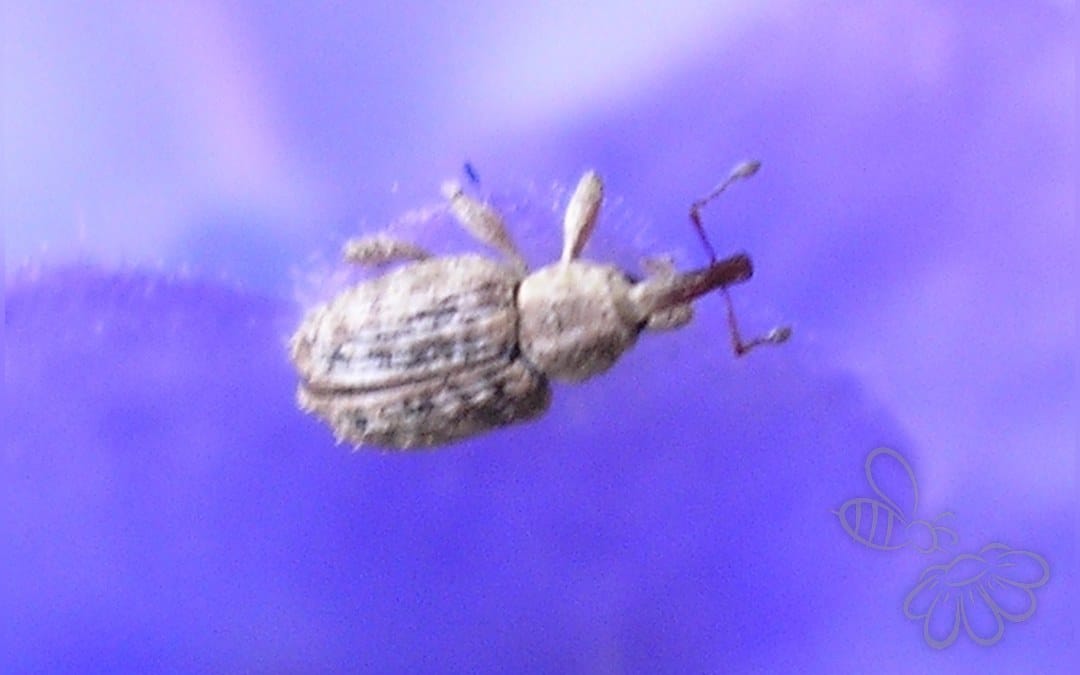 Her ses et billede af arten Pseudostyphlus pillumus. Fotoet er taget af Vn og hentet fra Wikimedia Commons (CC BY-SA 3.0).