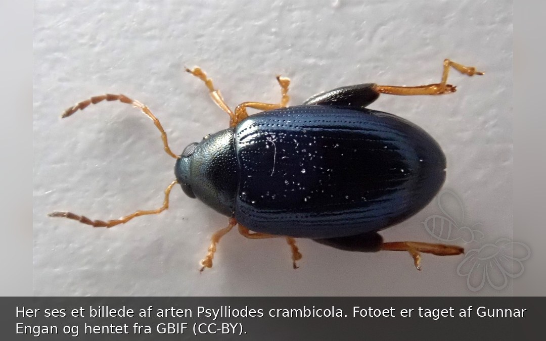 Psylliodes crambicola