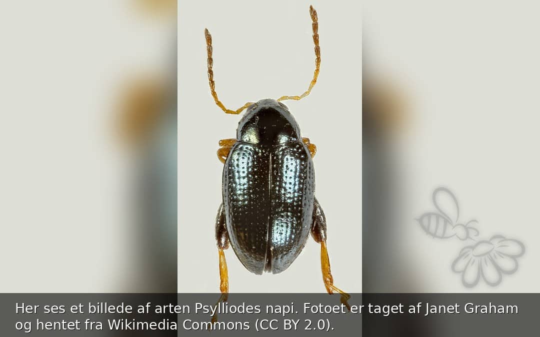 Psylliodes napi