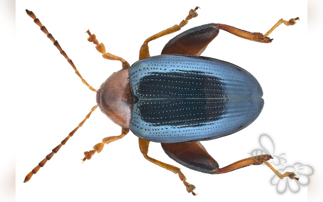 Psylliodes tricolor