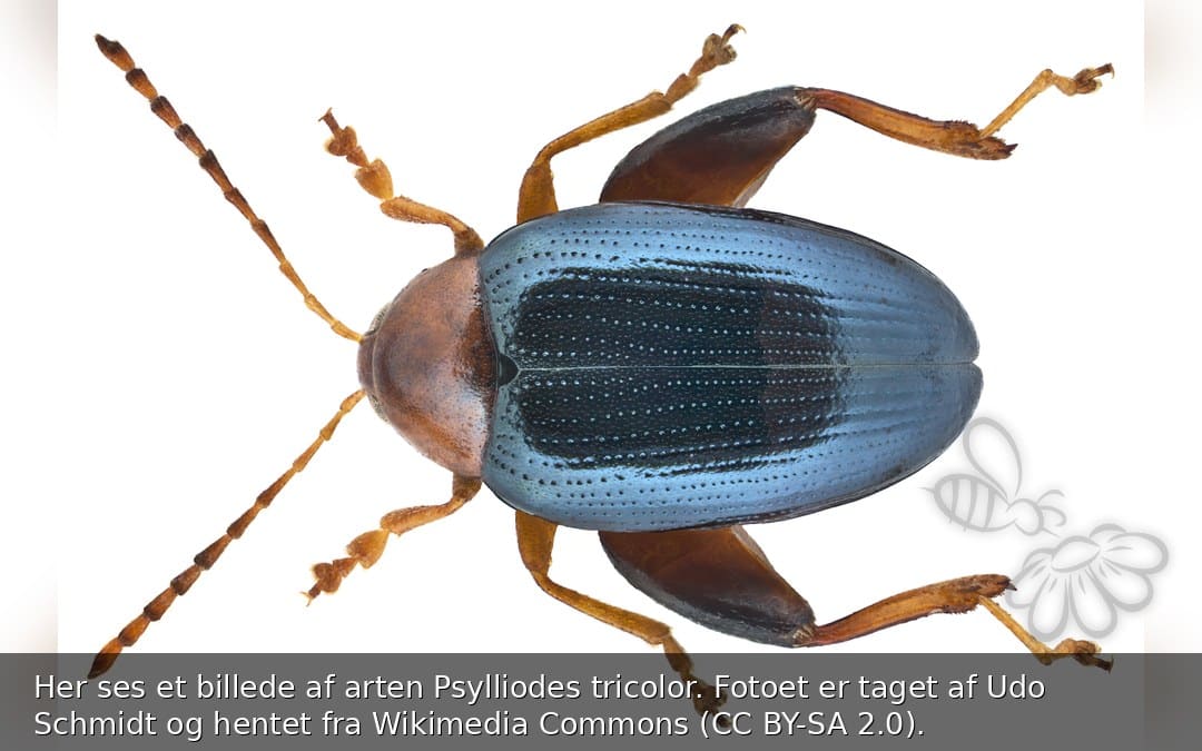 Psylliodes tricolor