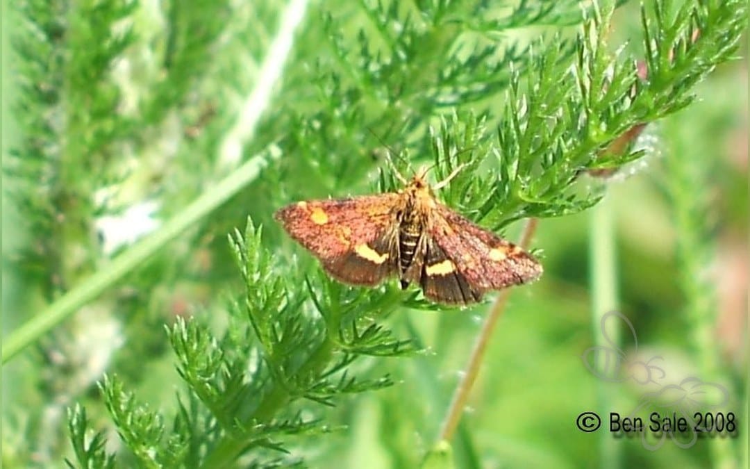 Her ses et billede af arten Myntemøl (Pyrausta aurata). Fotoet er taget af Ben Sale og hentet fra Wikimedia Commons (CC BY 2.0).