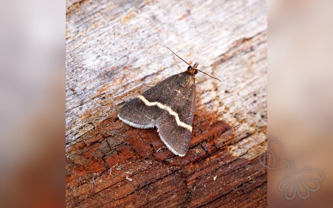 Pyrausta cingulata