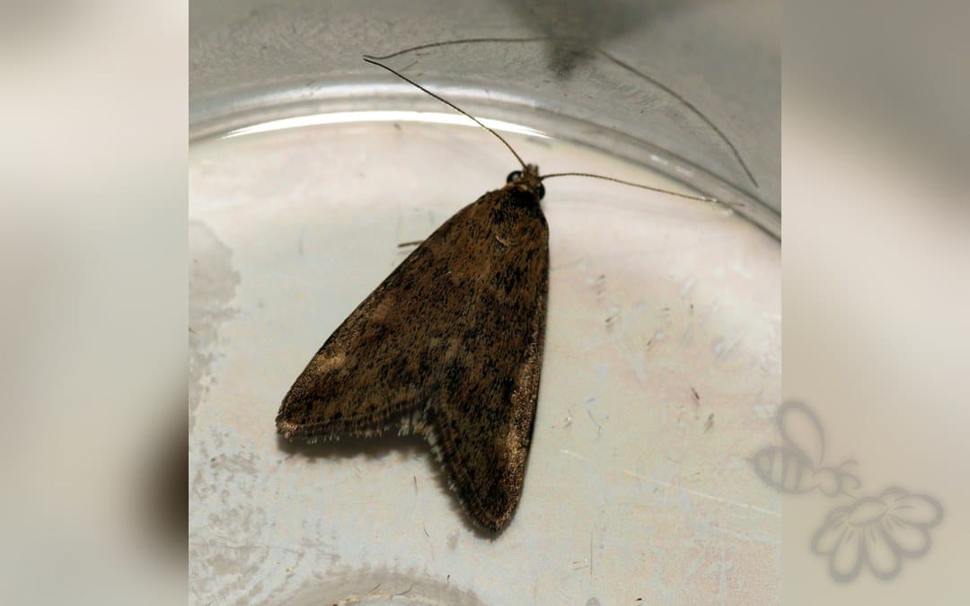 Pyrausta despicata