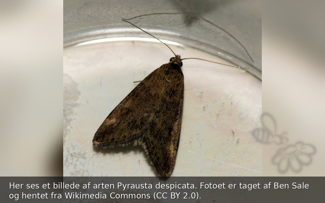 Pyrausta despicata