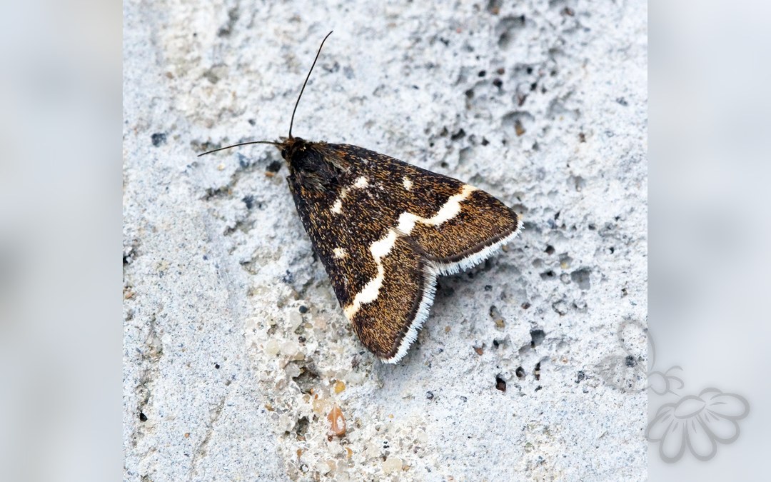 Pyrausta nigrata
