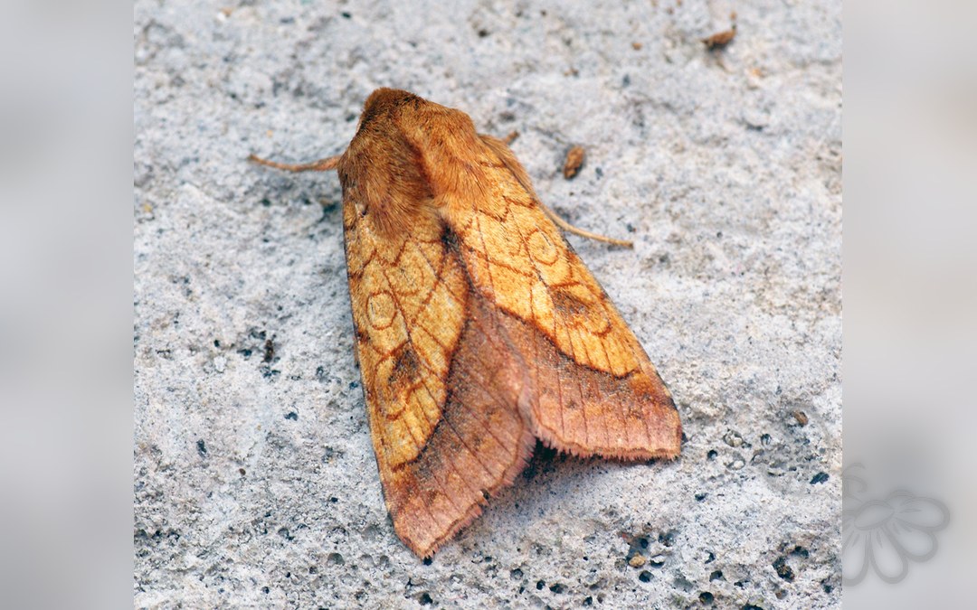 Her ses et billede af arten Krageklougle (Pyrrhia umbra). Fotoet er taget af Ben Sale og hentet fra Wikimedia Commons (CC BY 2.0).