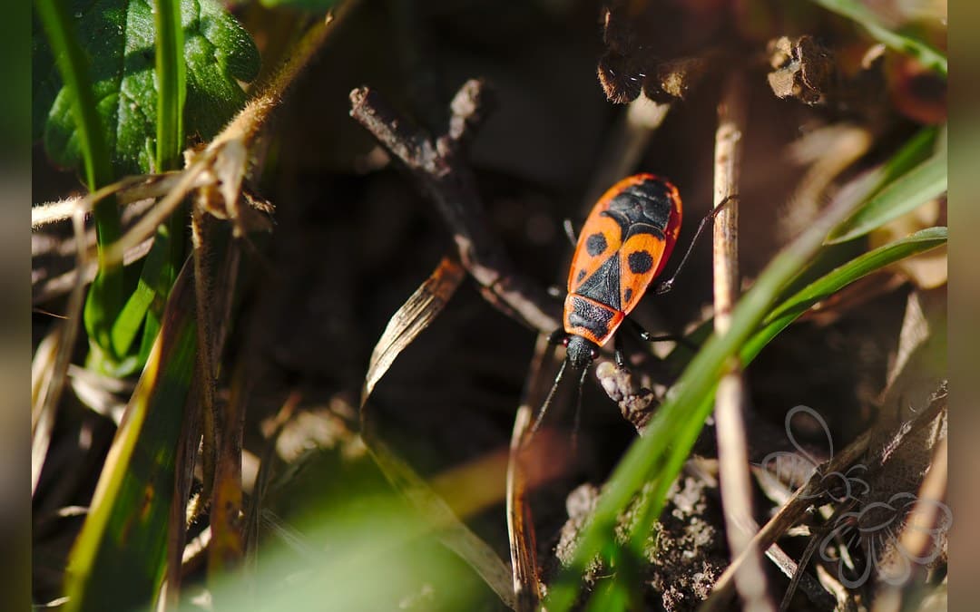 Her ses et billede af arten Ildtæge (Pyrrhocoris apterus). Fotoet er taget af Flocci Nivis og hentet fra Wikimedia Commons (CC BY 4.0).