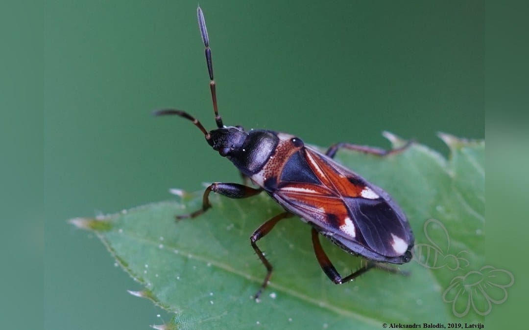 Her ses et billede af arten Raglius alboacuminatus. Fotoet er taget af AfroBrazilian og hentet fra Wikimedia Commons (CC BY-SA 4.0).