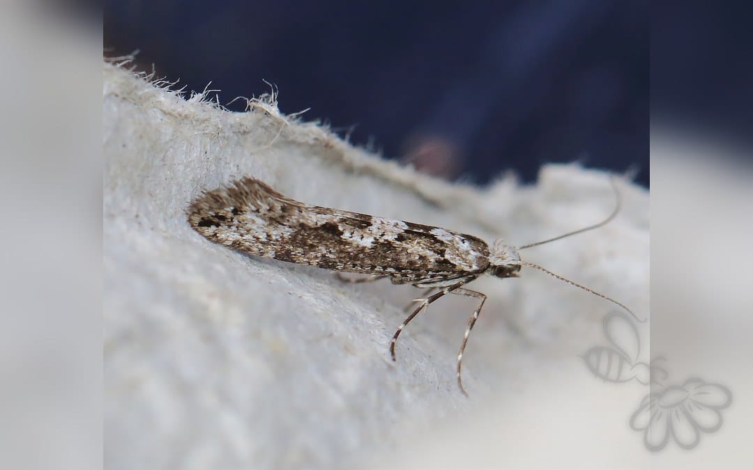 Rhigognostis senilella