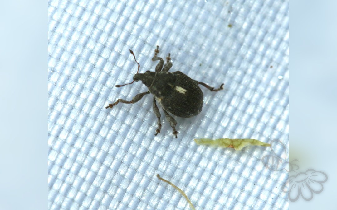 Her ses et billede af arten Rhinoncus pericarpius. Fotoet er taget af S. Rae og hentet fra Wikimedia Commons (CC BY 2.0).