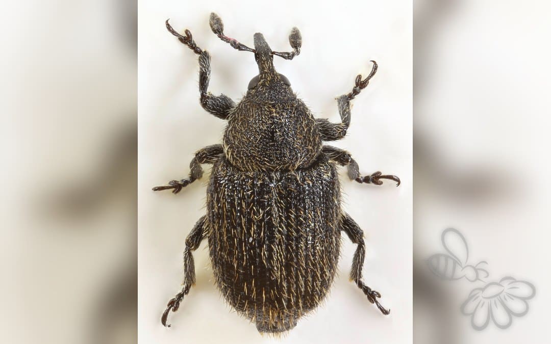Rhinusa antirrhini