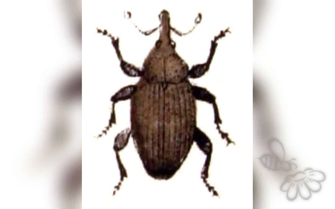 Her ses et billede af arten Rhinusa linariae. Fotoet er taget af Emil Hochdanz og hentet fra Wikimedia Commons (Public domain).