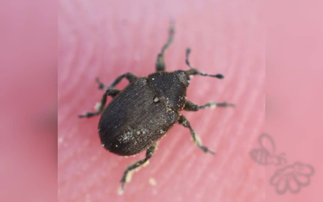 Her ses et billede af arten Rhinusa neta. Fotoet er taget af Slimguy og hentet fra Wikimedia Commons (CC BY 4.0).