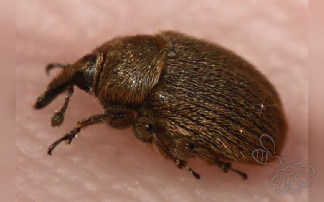 Rhinusa tetra