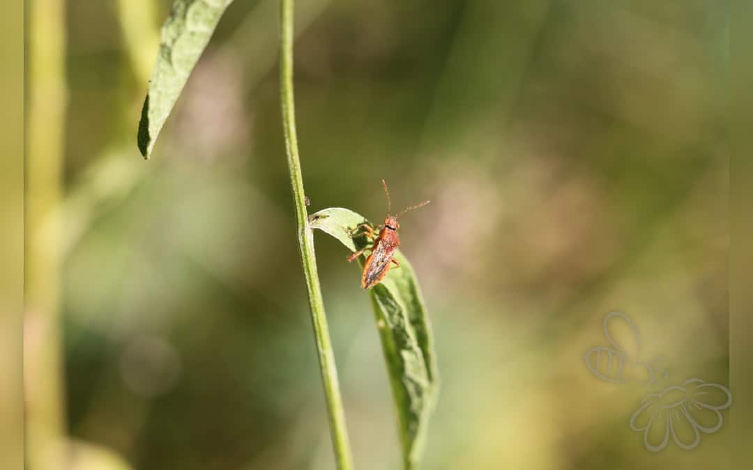 Her ses et billede af arten Almindelig Kanttæge (Rhopalus parumpunctatus). Fotoet er taget af Slimguy og hentet fra Wikimedia Commons (CC BY-SA 4.0).