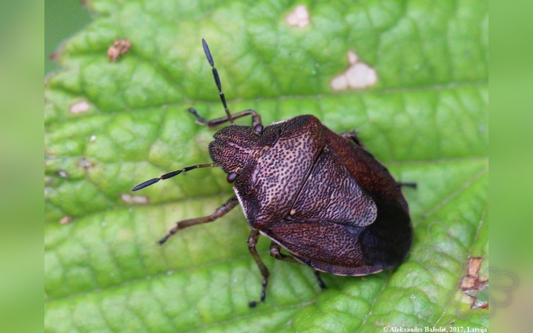Rubiconia intermedia