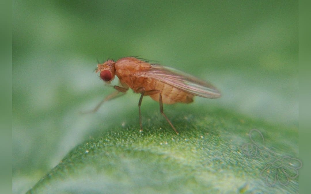 Rapsflue
