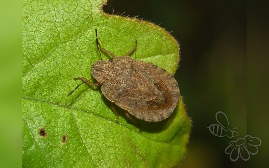 Her ses et billede af arten Stor Kranstæge (Sciocoris homalonotus). Fotoet er taget af Hectonichus og hentet fra Wikimedia Commons (CC BY-SA 3.0).