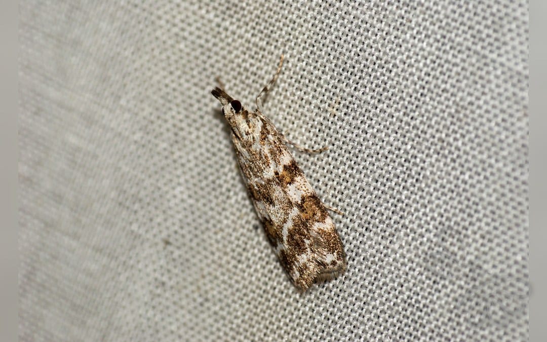 Scoparia pyralella